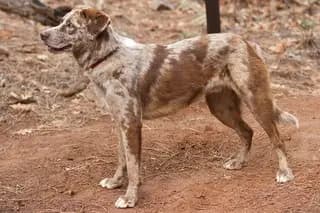 American Leopard Hound