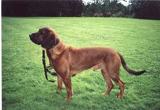 Hannoverscher Schweisshund