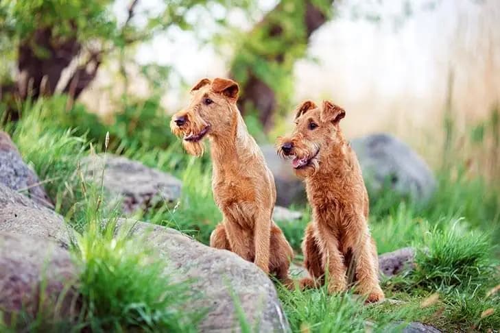 Irish Terrier breed