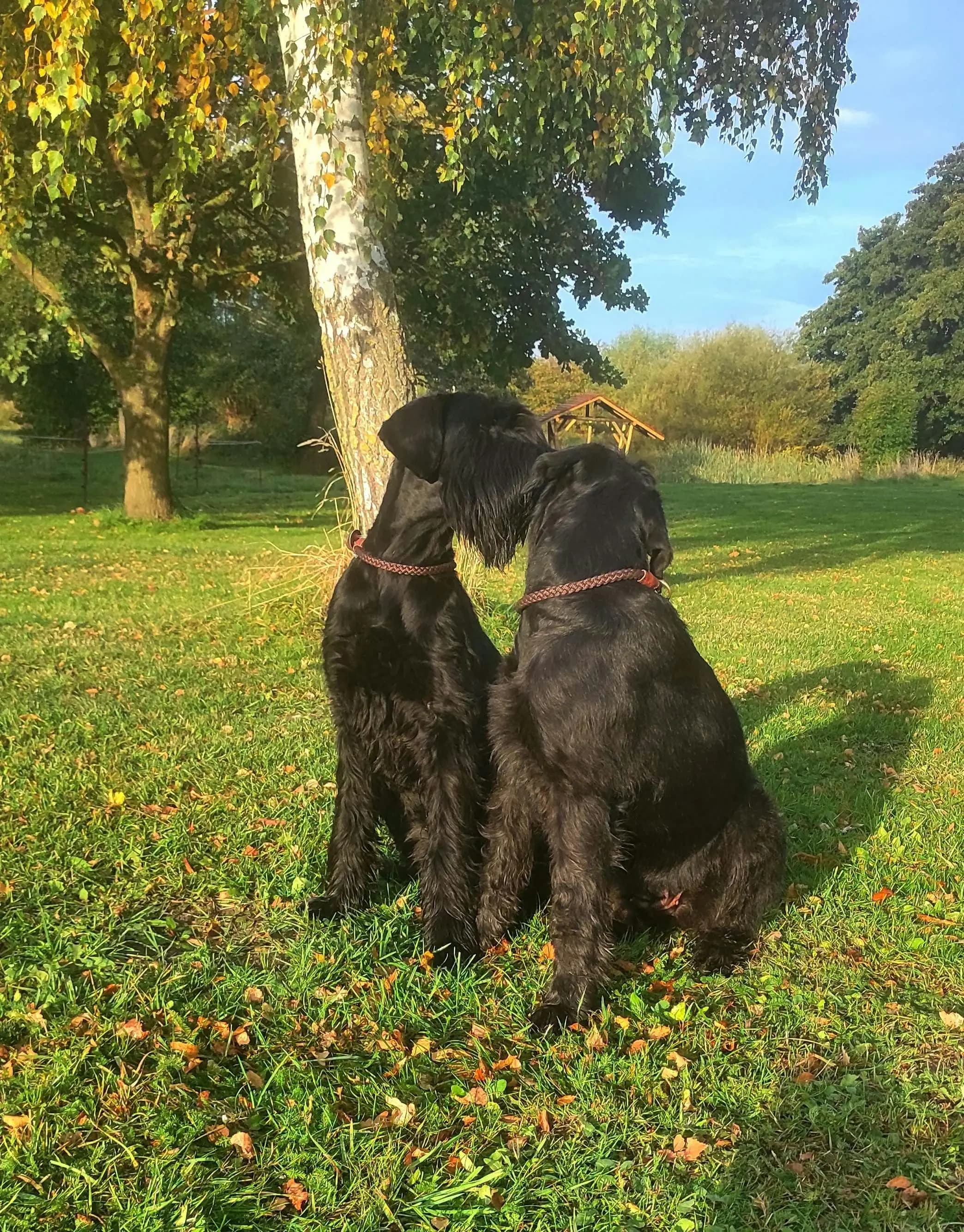Riesenschnauzer