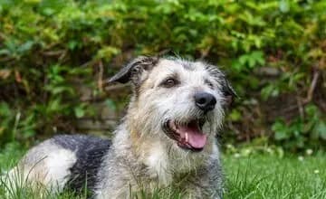 Irish Glen of Imaal Terrier