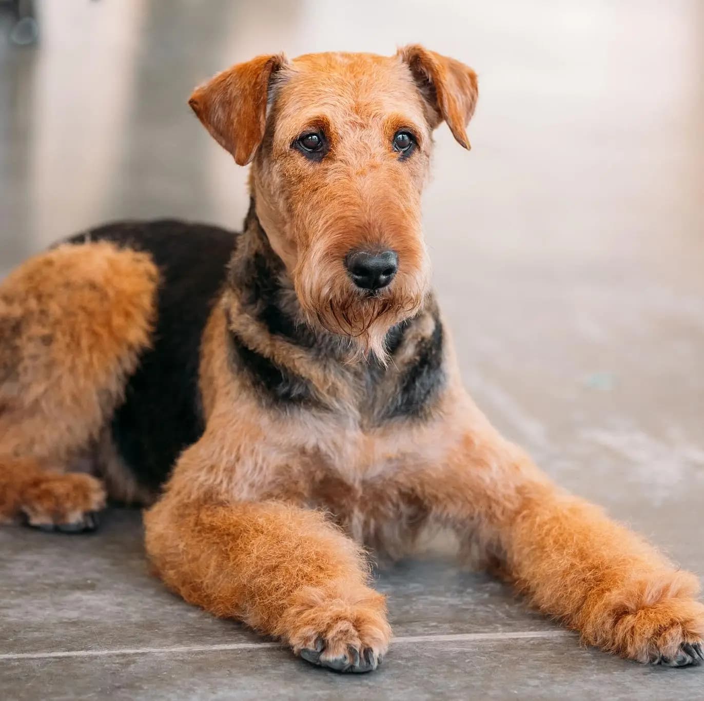 Airedale Terrier breed