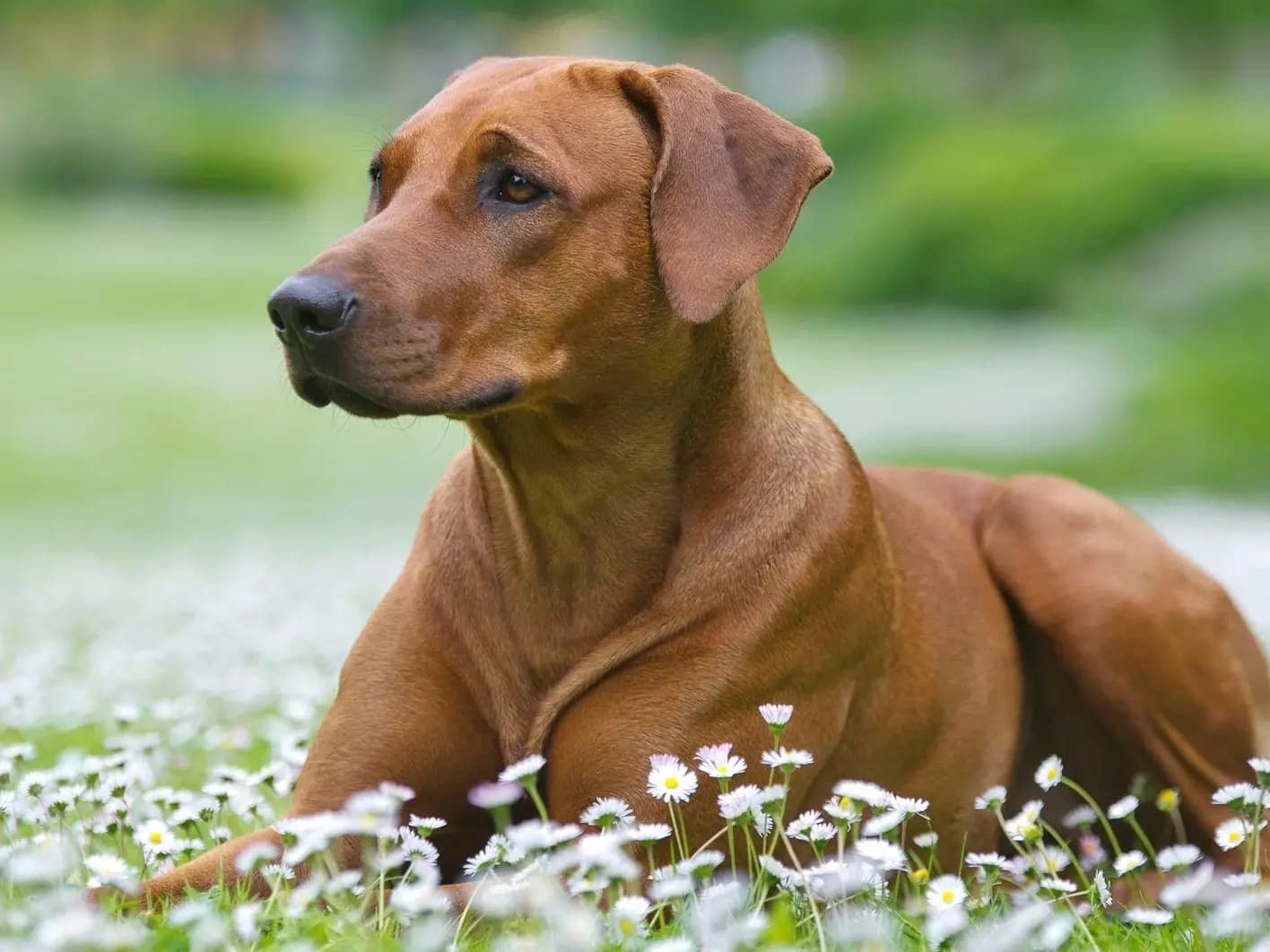Rhodesian Ridgeback