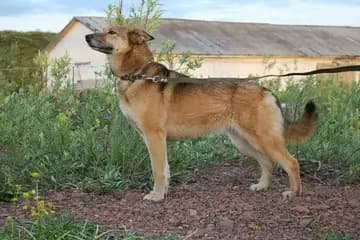 Chinook