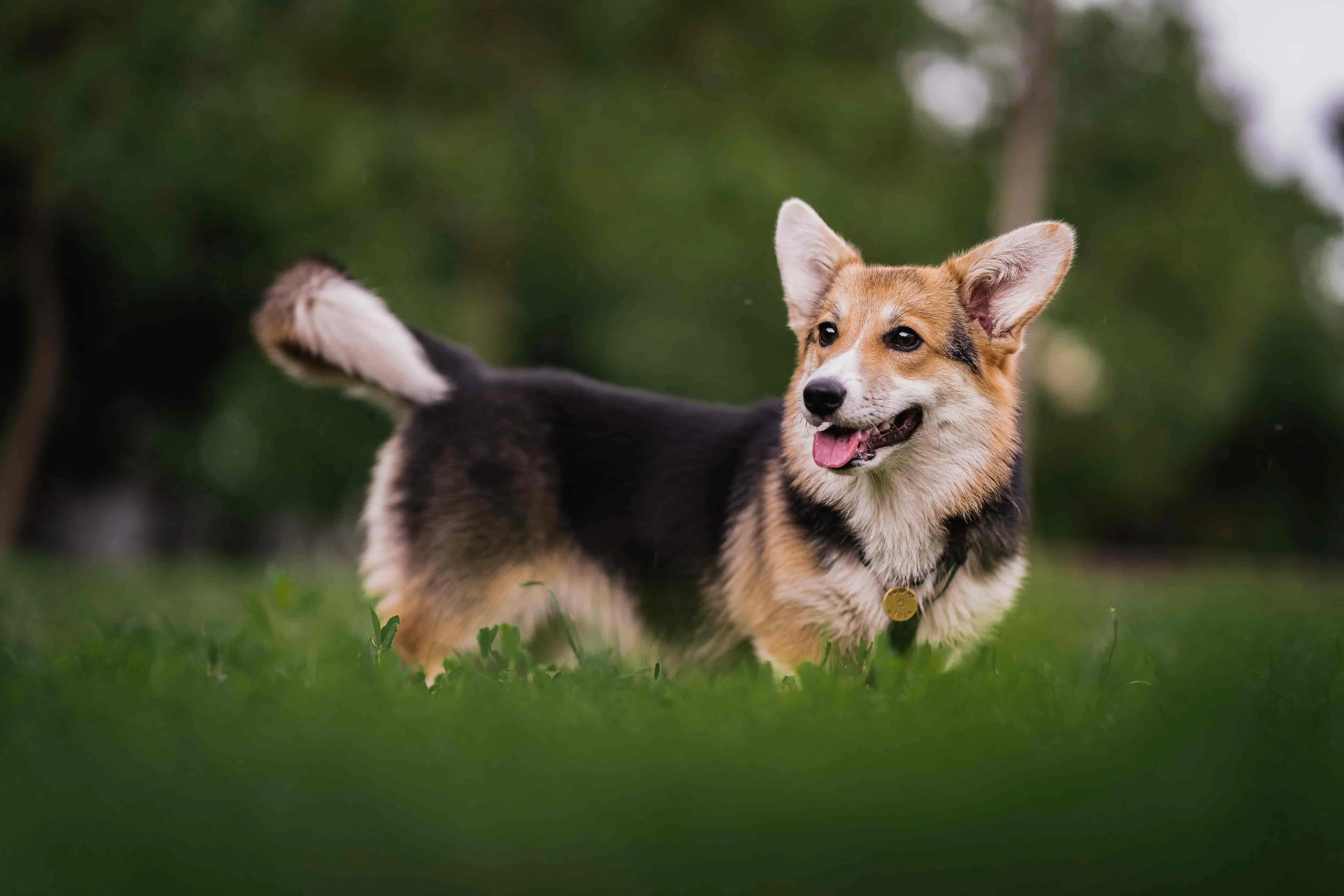 Welsh Corgi Pembroke breed
