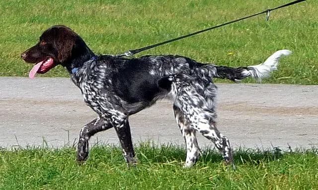 Kleiner Münsterländer
