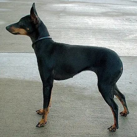 English Toy Terrier (Black and Tan)