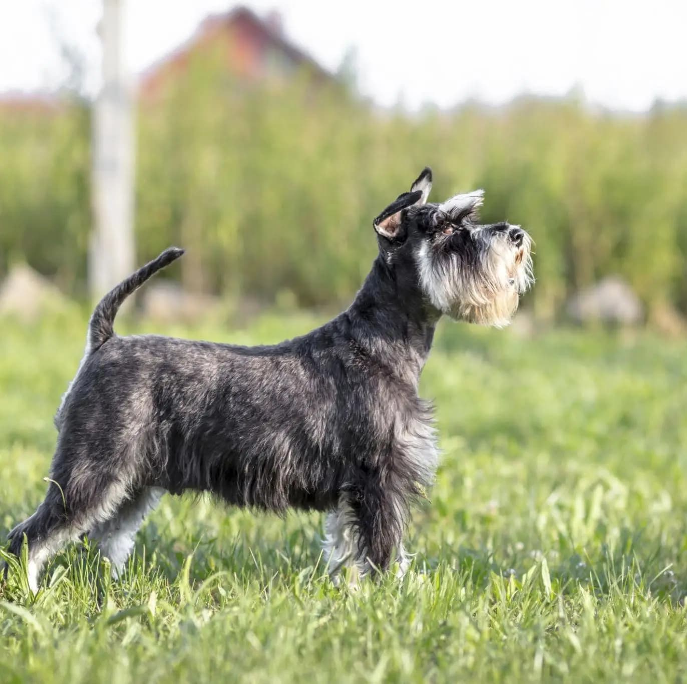 Schnauzer