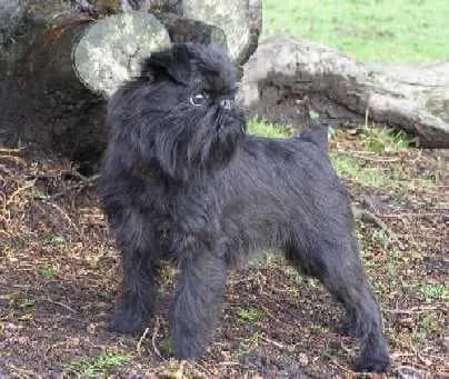 Belgischer Griffon