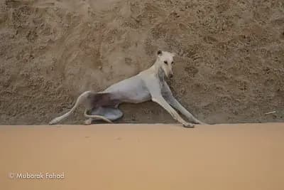 Sloughi breed