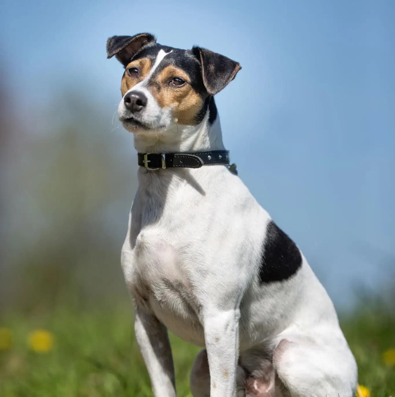Danish-Swedish Farmdog