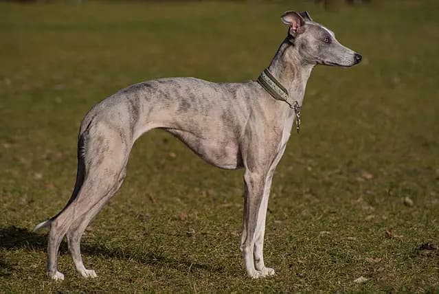 Whippet breed