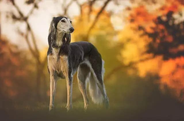Saluki breed