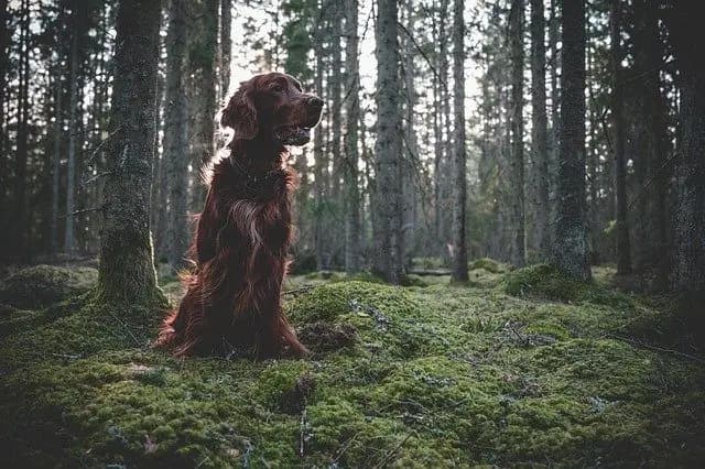 Field Spaniel – hunderace
