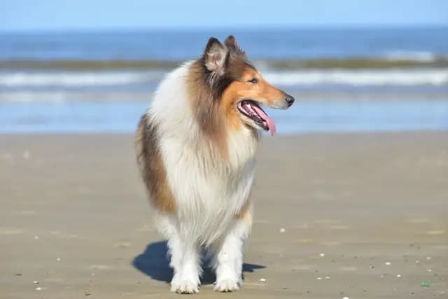 Britischer Collie