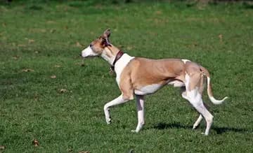 Podenco Ibicenco breed