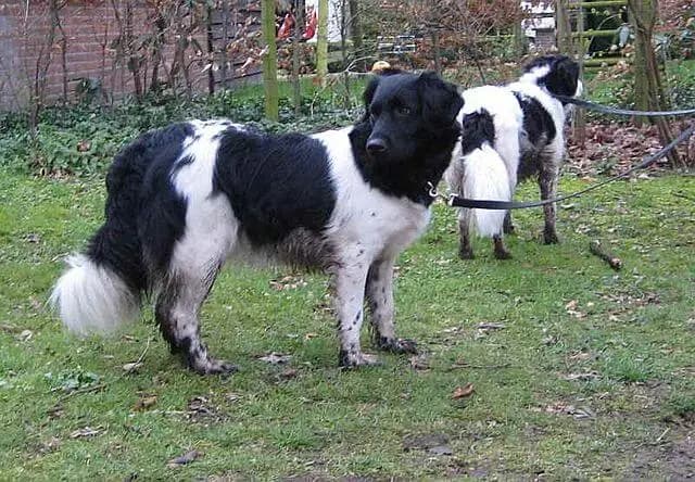 Stabijhoun
