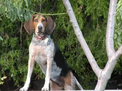 American English Coonhound