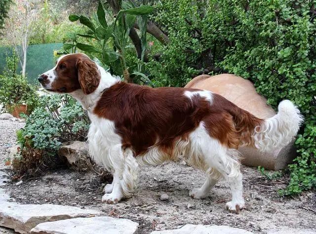 Welsh Springer Spaniel – hunderace