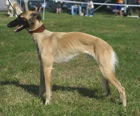 Silken Windsprite (Nationale Rasse) breed