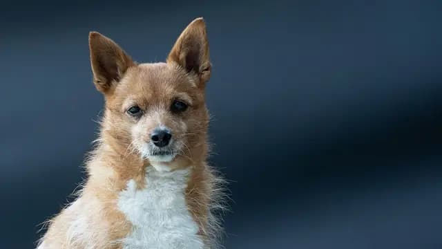Podengo Portugues breed