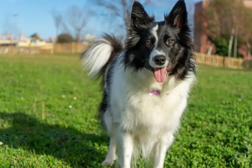 Border Collie breed