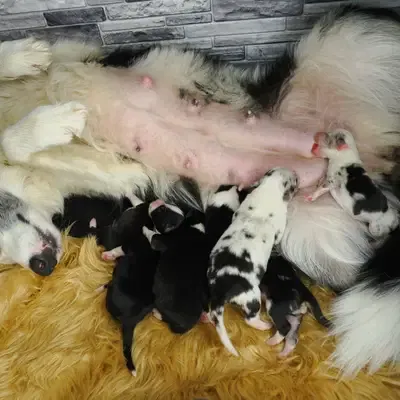 Australian Shepherd vs Border Collie: Hvilken hund passer dig?