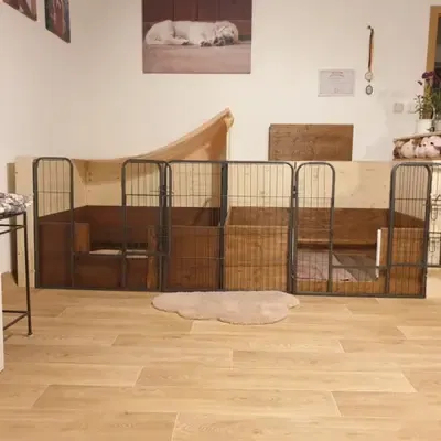 Golden Retriever vs. Labrador Retriever: Hvilken hund passer dig?