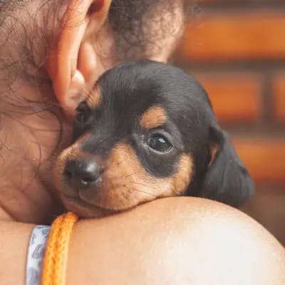 كيف تختار من بين انواع الكلاب ما يناسبك؟