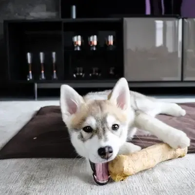 Pomsky opdragelse: Træningstips til begyndere og øvede