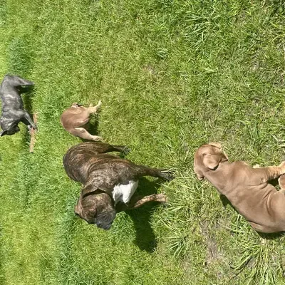 Old English Bulldog sundhed: Sygdomme & pleje [2026]