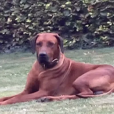 Magyar Vizsla vs Weimaraner: Hvilken hund passer til dig?
