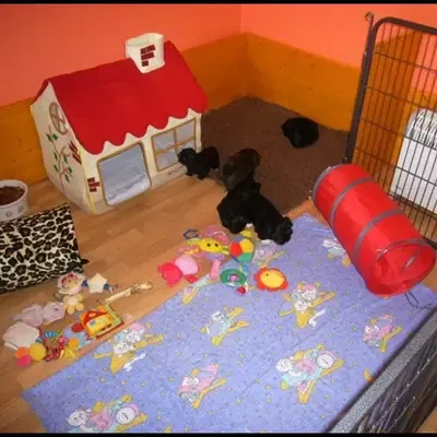 Shih Tzu vs. Havaneser: Hvilken hund passer bedst til dig?