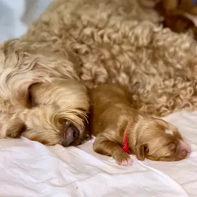 Australian Labradoodle vs Goldendoodle: Hvilken hund passer dig?