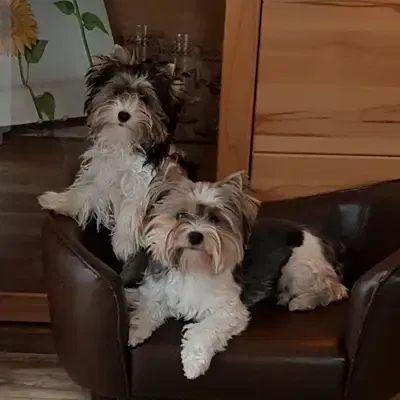 Yorkshire Terrier sundhed: Sygdomme & forebyggelse [2026]