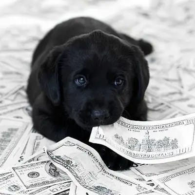 سعر الكلب وتكاليف تربيته: دليل الحسابات الشامل