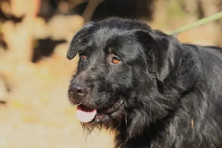 Nemo – Schnauzer-Mischling – Billede 2