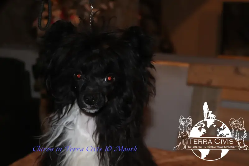 Chiron in Terra Civis  – Chinese Crested Dog – Zdjęcie 3