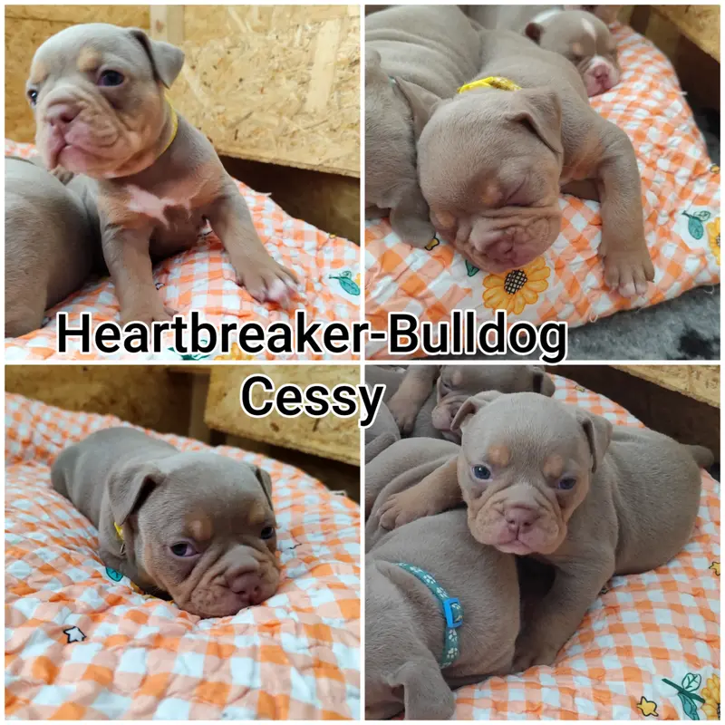 Cessy – štěně Old English Bulldog – Foto 3