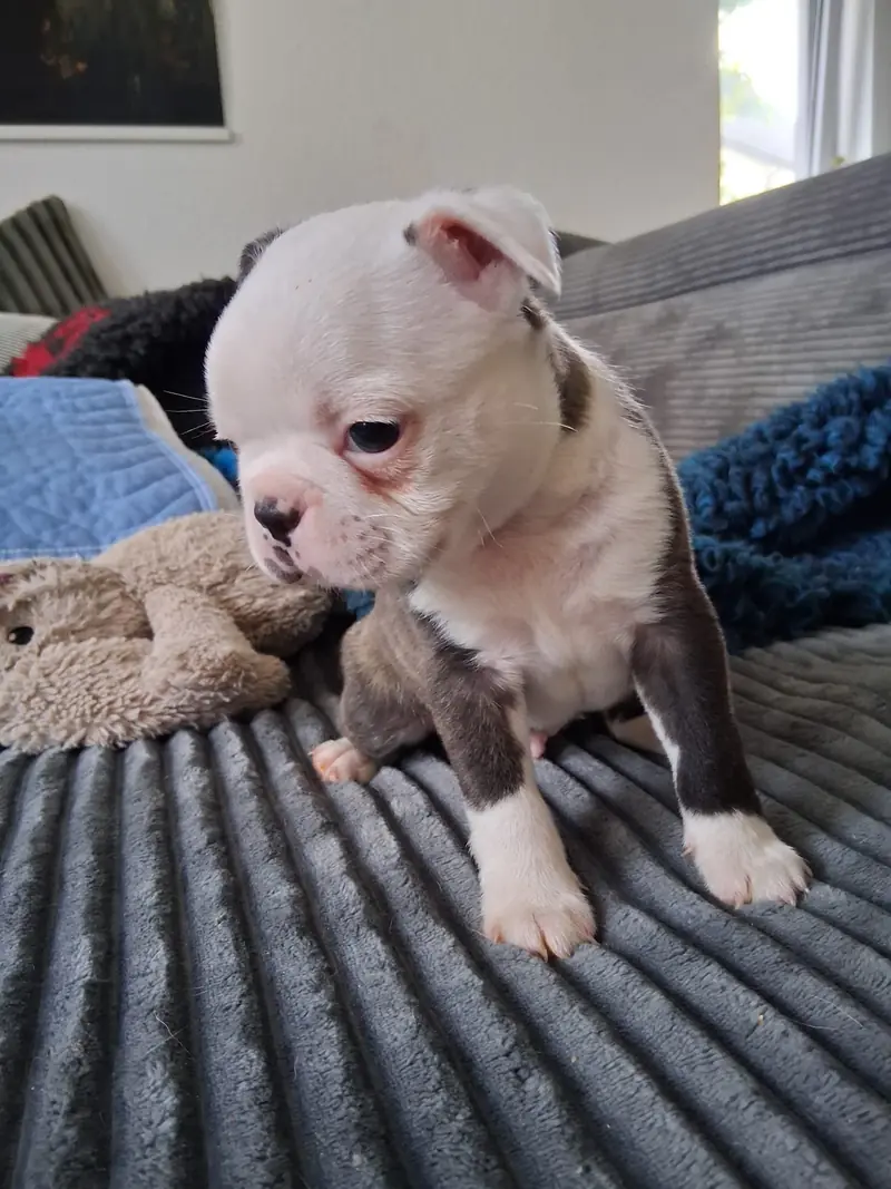 Ash – Boston Terrier Puppy – Photo 2