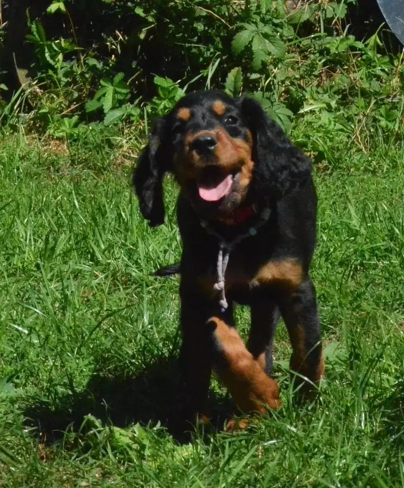 Szczeniak rasy Gordon Setter – Zdjęcie 4