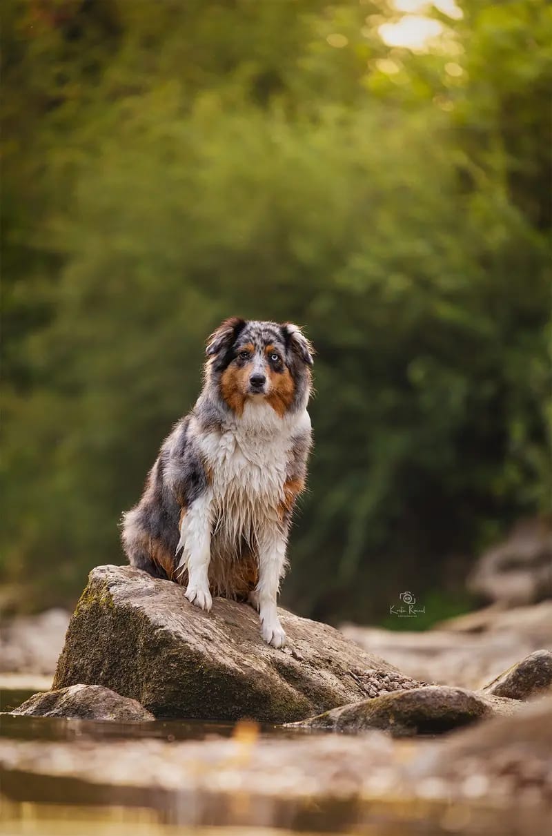 Australian-Shepherds-von Kleintischardt – Australian Shepherd – Photo 2