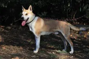 Yaro – Kurzhaar-Akita-Mischling – Foto 4