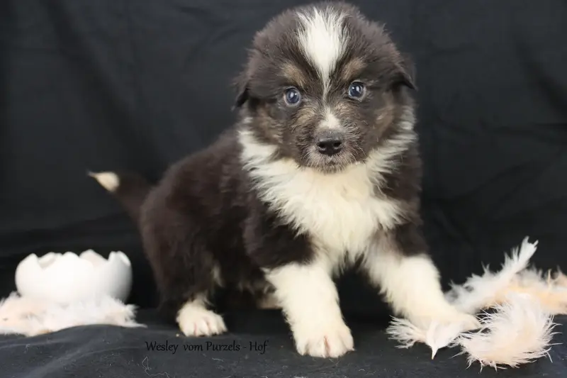 Wesley – štěně Australian Shepherd – Foto 4