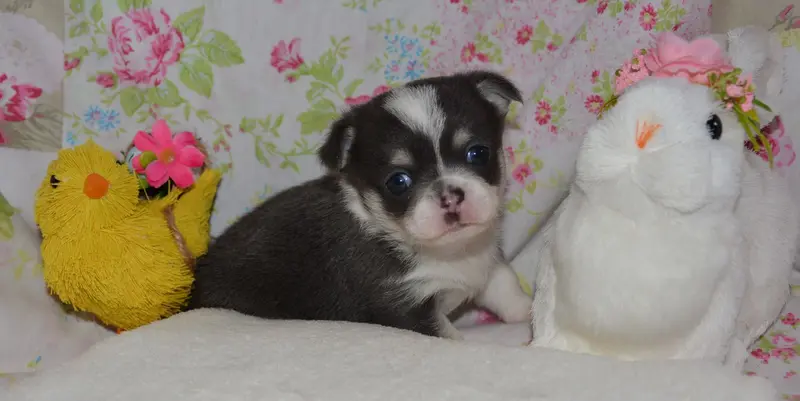 Chihuahua Rüde mit Stammbaum – štěně Chihuahua – Foto 4