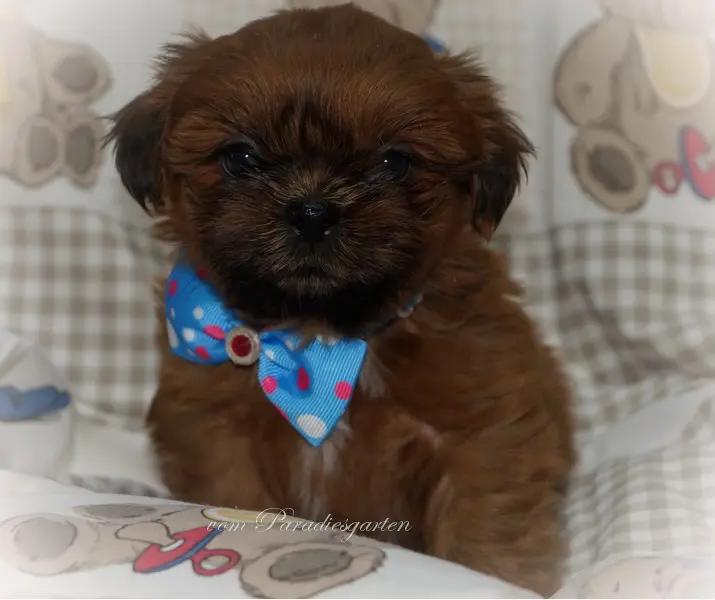 Duke vom Paradiesgarten – Shih Tzu hvalp – Billede 2