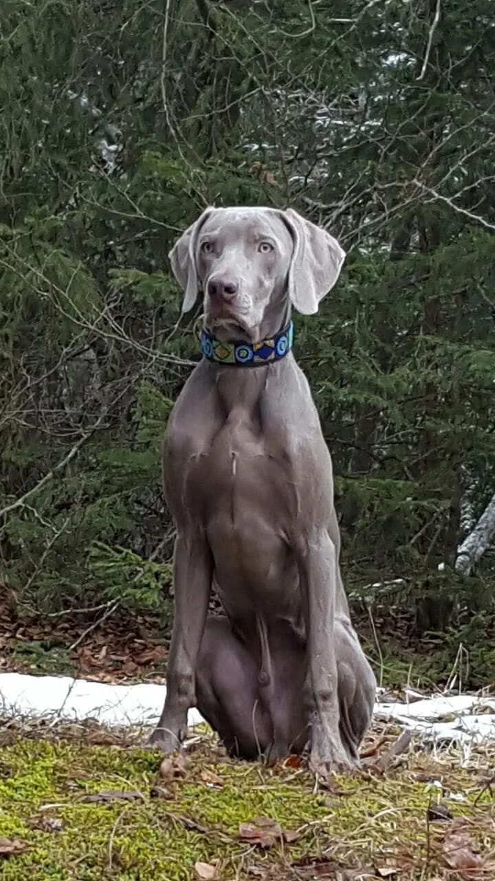 Weimaraner vom Mindelschloss gallery image 4
