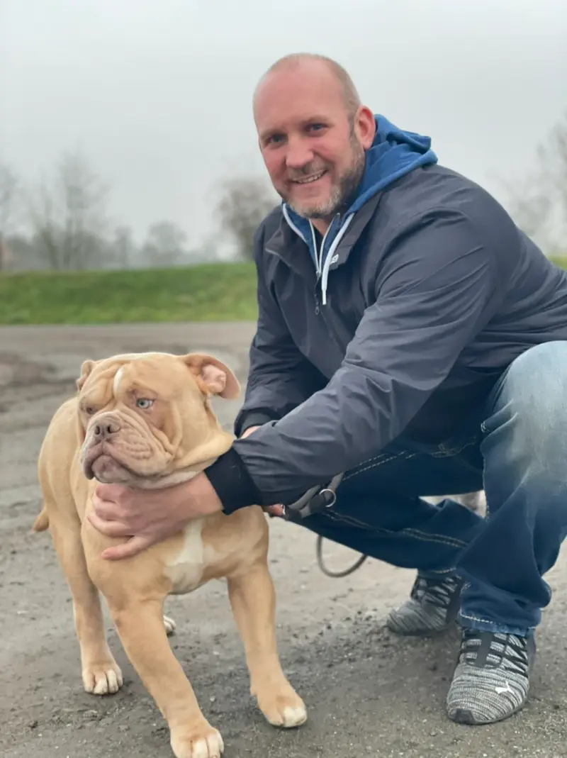 Coastbulls Old English Bulldogs & Italien Greyhounds – Old English Bulldog – Foto 2
