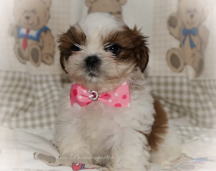 Hazel vom Paradiesgarten – štěně Shih Tzu – Foto 2