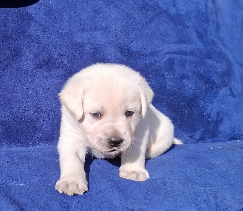 Mister gelbes Halsband – Labrador Retriever Welpe – Bild 2